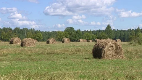 Field with hay Vídeo Stock 72773670