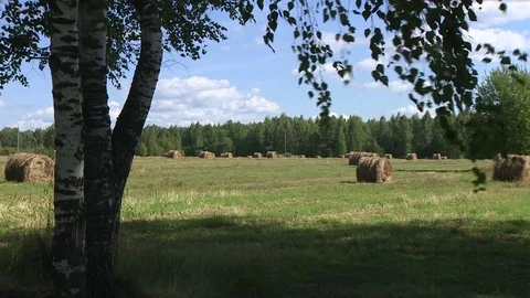 Field with hay Vídeo Stock 72773886