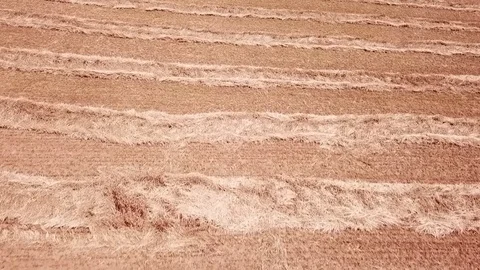 Field of Hay Stock Footage 95652686