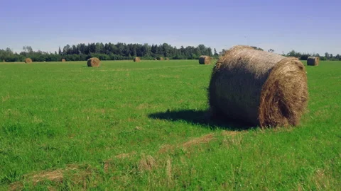 Field with Hay. Haystack on a green grass. Stock Footage 145751405