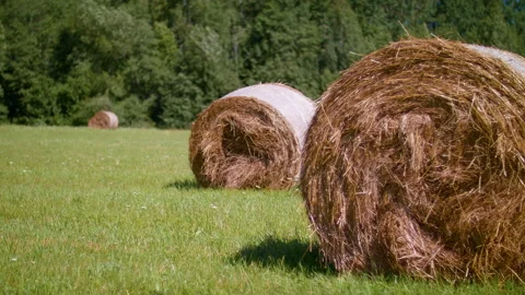 Field with Hay. Haystack on a green grass. Hay Bales On Field Against Sky. Stock Footage 154118062