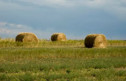 Field of Hay Stock Photos
