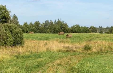 Field with hay rolls Stock Photos