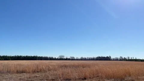 Field of hay straw waving in the wind on a rural country farm in Georgia Stock Footage 148948900