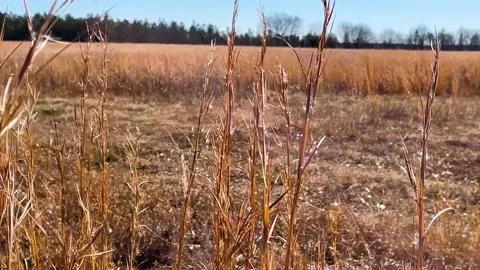 Field of hay straw in the Winter in Georgia Stock Footage 147398261
