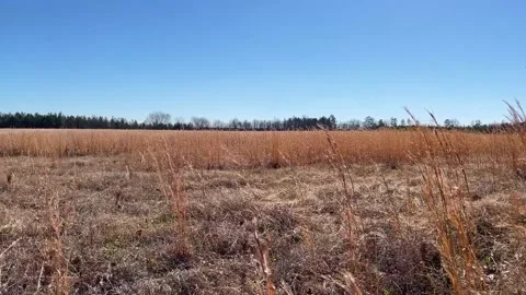 Field of hay waving in the wind during the Winter in Georgia low view Stock Footage 148949446