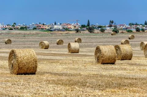 Field with haystacks Stock Photos