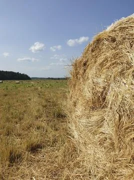 Field with haystacks Stock Photos