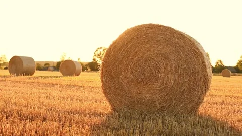 Field with haystacks on a summer evening at sunset.The concept of forage Stock Footage 240019900
