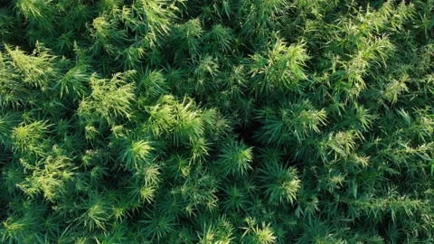 Field Of Hemp Stock Footage 135154014