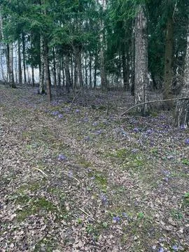 Field of hepatica flowers in spring Stock Photos