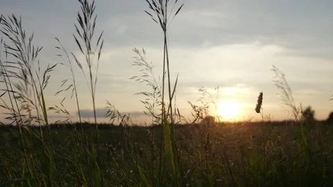 Field herbs against the background of a flying stork at sunset. Video stock 312741636