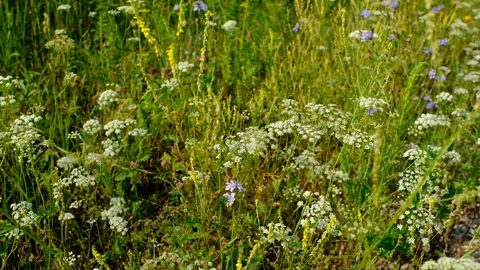 Field herbs sway on wind. Wild herbs sway from wind on field. Blooming herbs in Stock Footage