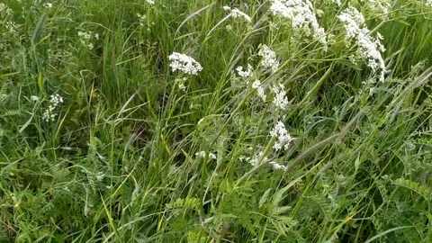 Field herbs sway on wind. Wild grass sway from wind. Green grass in meadow sways Stock Footage 162894674