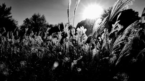 Field of high grass in the wind Video stock 165137937
