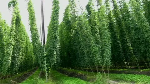 Field of Hops Video stock 11390169