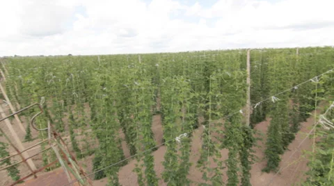 Field Of Hops Vídeo Stock 36969693