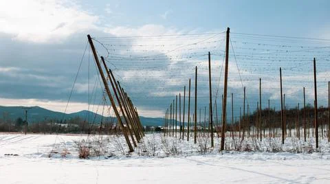 A field of hops in wintertime Stock Photos