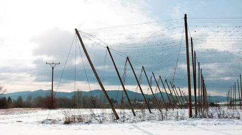 A field of hops in wintertime Foto stock