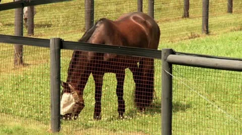 Field With horses Video stock 8929178