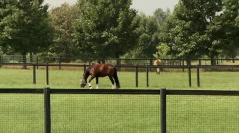 Field of Horses Video stock 9142520