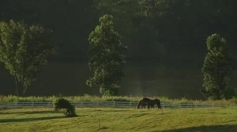 Field of Horses Stock Footage 40954420