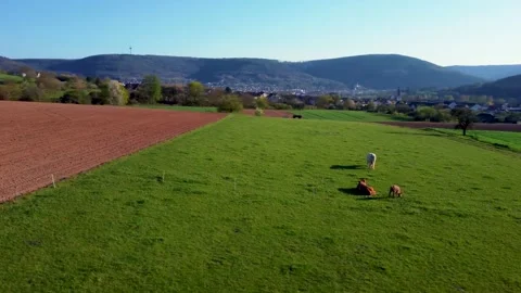 A field with horses in germany Stock Footage 154338493