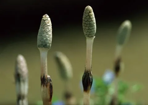 Field Horsetail Stock Photos