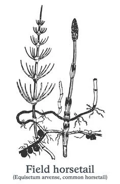 Field horsetail. Vector hand drawn plant. Vintage medicinal plant sketch. Stock Illustration