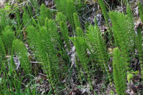 Field of horsetails in the forest Stock Photos