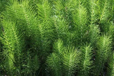 Field of horsetails in the forest Stock Photos