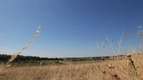 Field on a hot summer day Stock Footage 158012197