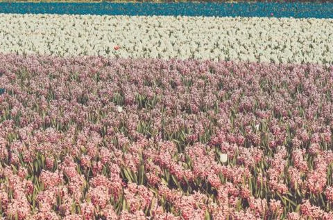 Field of hyacinth 写真素材