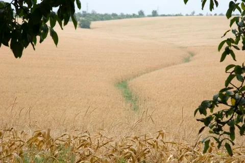 Field of indian corn. Stock Photos