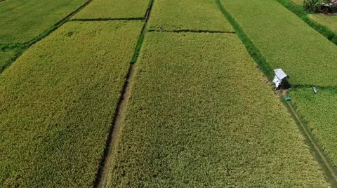 Field in Indonesia Stock Footage 53764198