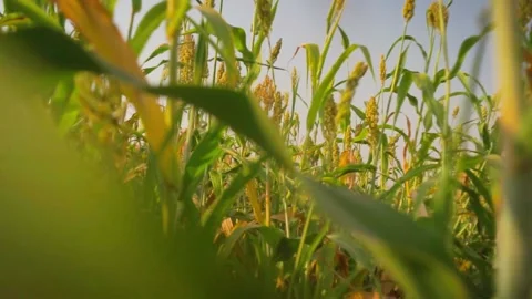Field inspect Stock Footage 150052623