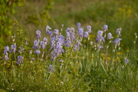 Field of Iris' Stock Photos