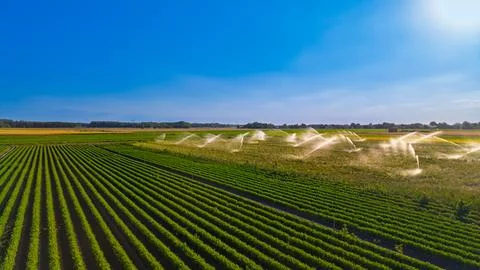 Field irrigation along converging rows of crops. Sunlit jets spray across p.. Stock-Fotos