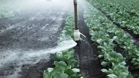 Field irrigation of cabbage Stock Footage 100533062