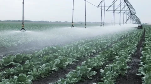 Field irrigation of cabbage Stock Footage 100533082