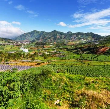 Field in Java Fields in Dieng Plateo,Indonesia,Java Copyright: xZoonar.com... Foto stock