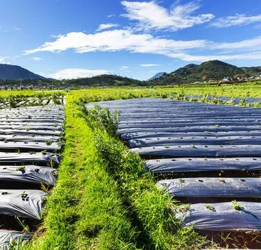 Field in Java Fields in Indonesia, Java Copyright: xZoonar.com/GalynaxAndr... Fotos Stock