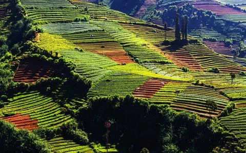 Field in Java Fields in Indonesia, Java Copyright: xZoonar.com/GalynaxAndr... Stock-Fotos
