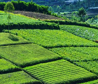 Field in Java Fields in Indonesia,Java Copyright: xZoonar.com/GalynaxAndru... Stock-Fotos