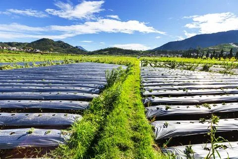 Field in Java Fields in Indonesia,Java Copyright: xZoonar.com/GalynaxAndru... Stock-Fotos