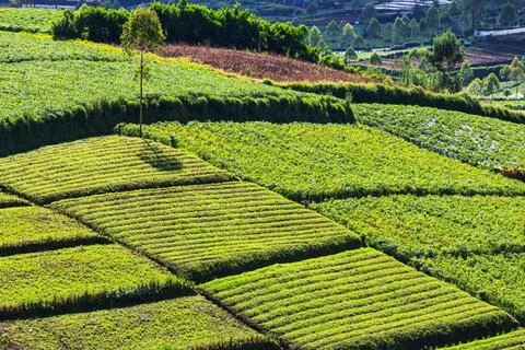 Field in Java Fields in Indonesia,Java Copyright: xZoonar.com/GalynaxAndru... Fotos Stock