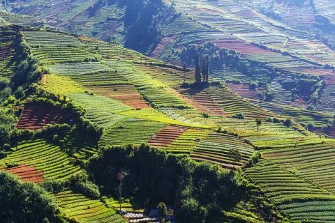 Field in java Stock Photos