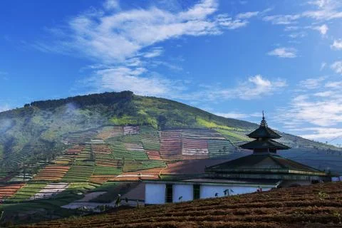 Field in java Fotos Stock