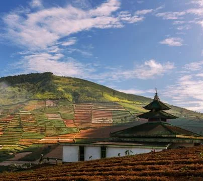 Field in java Fotos Stock