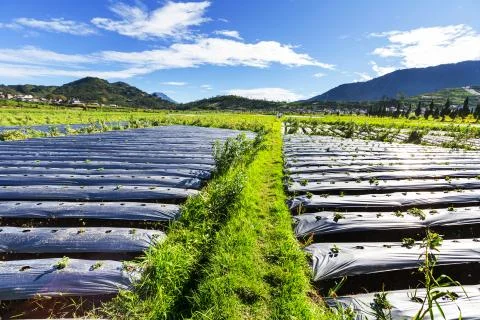 Field in java Fotos Stock